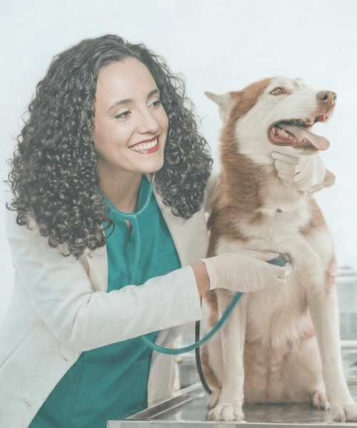 veterinario a domicilio